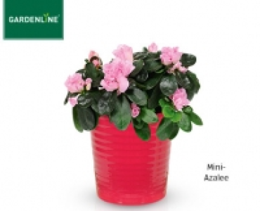 Aldi Süd  GARDENLINE®Blühende Pflanze