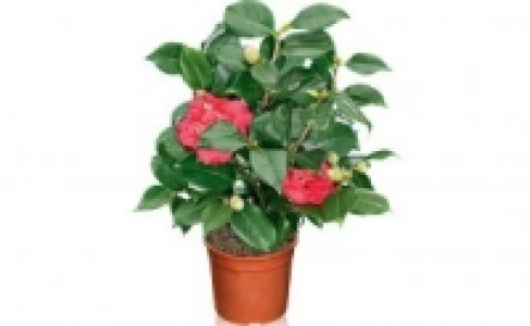 Kamelie 7.99 €
