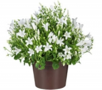Glockenblume 1.99 €