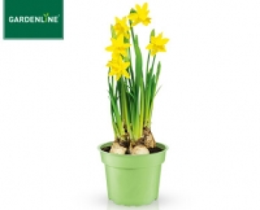 GARDENLINE®Zwiebelpflanze