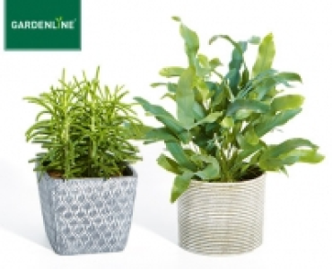 Aldi Süd  GARDENLINE®Pflanze in Trendkeramik