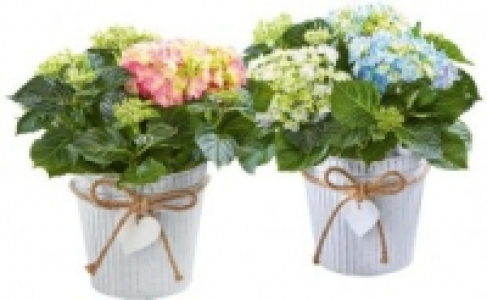 Hortensien 6.99 €