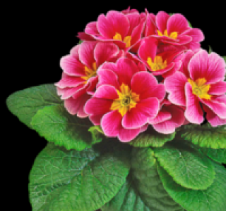 Primel 0.89&nbsp;&euro;