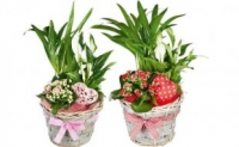 Bepflanzter Korb 6.99&nbsp;&euro;