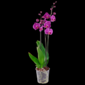 Schmetterlings- orchidee 6.99 €