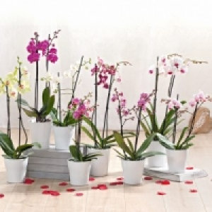 Orchidee mit 2 Rispen 6.99 €
