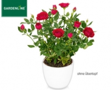 GARDENLINE®Topfrose 2.99 €