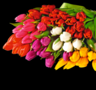 Tulpen 1.89 €