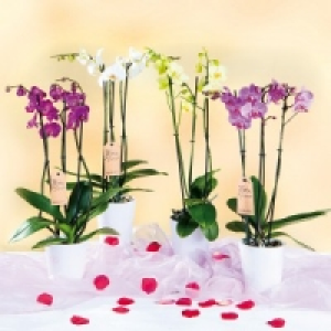 Orchidee Phalaenopsis 8.99 €