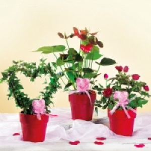 Valentinspflanzen 5.99 €