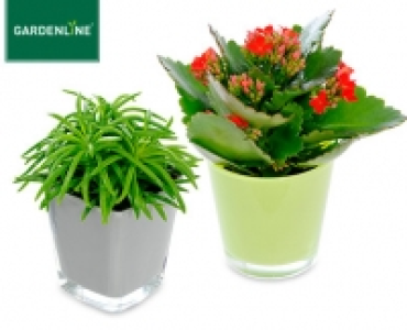 GARDENLINE®Mini-Pflanze im Glastopf 1.99 €
