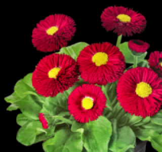 Bellis 0.69 €