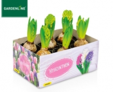 GARDENLINE&reg;Angetriebene Blumen&shy;zwiebeln im 6er-Tray
