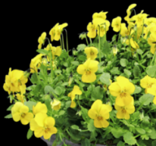 Hornveilchen 2.49 €