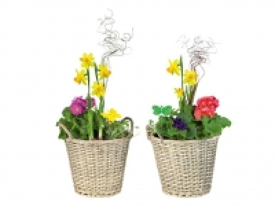 Bepflanzter Korb 9.99&nbsp;&euro;