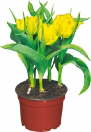 Tulpe 2.49 €