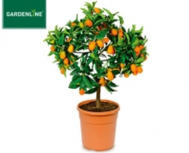 GARDENLINE®Mediterranes Stämmchen