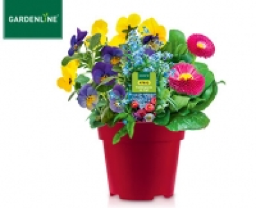 GARDENLINE®Frühlingsmix im Topf