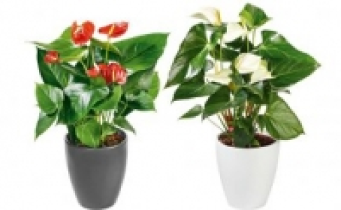 Anthurie 5.99 €