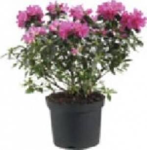 Rhododendron 5.99 €