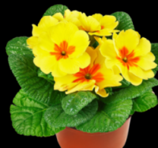 Primel 0.49&nbsp;&euro;