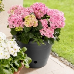 Blumentopf Flora 4.99 €