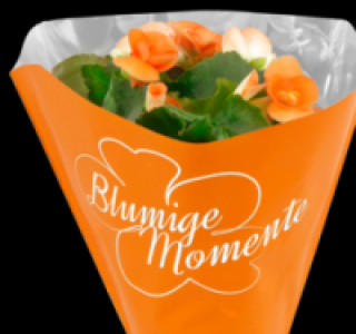 Verschiedene Bl&uuml;hpflanzen 2.49&nbsp;&euro;