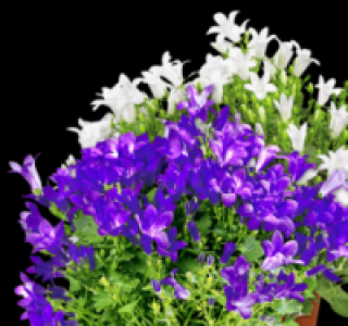 Glockenblume 2.99 €
