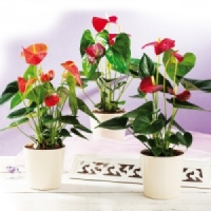 Flamingoblume Anthurie 4.99 €