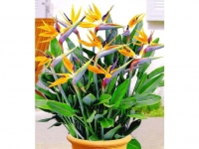 Paradiesvogel-Blume Strelitzie,1 Pflanze Strelitzia reginae 9.99 €