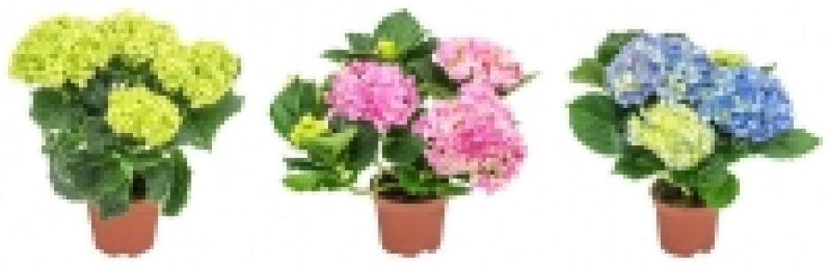 Hortensien 3.99 €