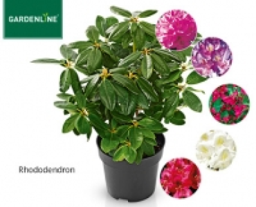 Aldi Süd  GARDENLINE®Zierstrauch, Rhododendron- oder Azaleen-Busch