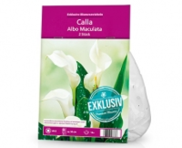 Aldi Süd  Exklusive Blumenzwiebeln