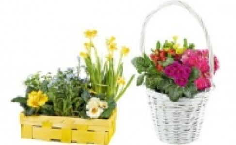 Fr&uuml;hlingskorb 5.99&nbsp;&euro;