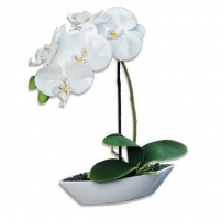 Roller  Orchidee-Phalaenopis - creme - Kunstpflanze