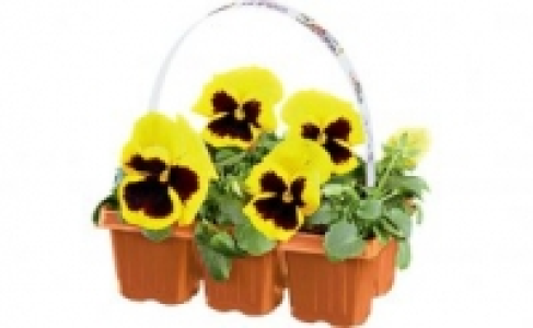 Beetpflanzen 0.99&nbsp;&euro;