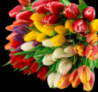 Tulpen 1.89 €