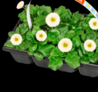 Gänseblümchen 1.99 €
