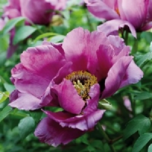 Edle Baumpfingstrose 5.99 €