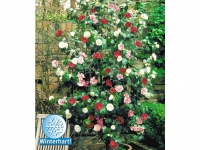 Lidl  Winterharte Garten-Kamelie Tricolor, 1 Pflanze Camellia japonica