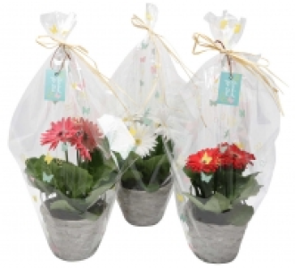 Gerbera im Korb 5.99 €