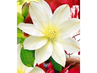Lidl  Waldrebe Clematis Madame Le Coultre, 1 Pflanze
