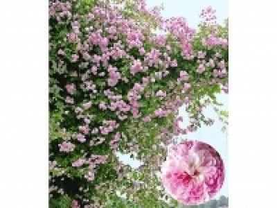 Rambler-Rosen Pauls Himalayan Musk Rambler, 1 Pflanze 18.99 €