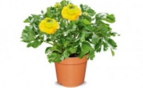Ranunkel 1.99 €