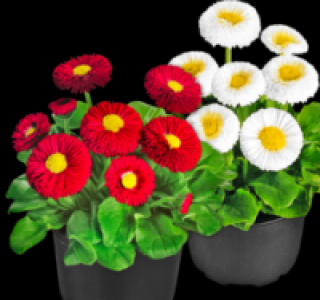 Gänseblümchen 0.69 €