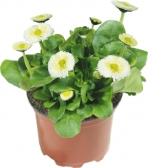 Gänseblümchen 0.79 €