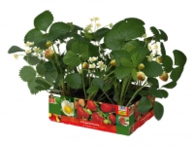 Erdbeerpflanzen 2.99 €