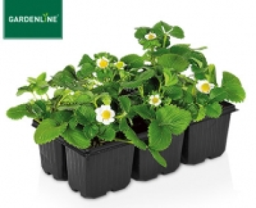 GARDENLINE®Erdbeerpflanzen, 6er-Tray 2.99 €