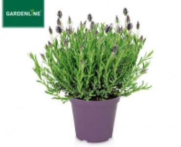 GARDENLINE®Italienischer Schopf-Lavendel 2.59 €