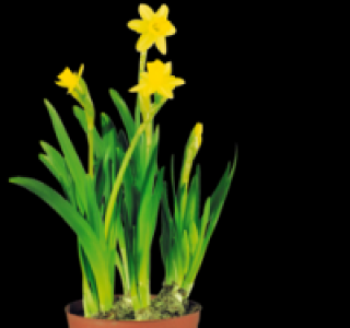 Narzisse 1.49&nbsp;&euro;
